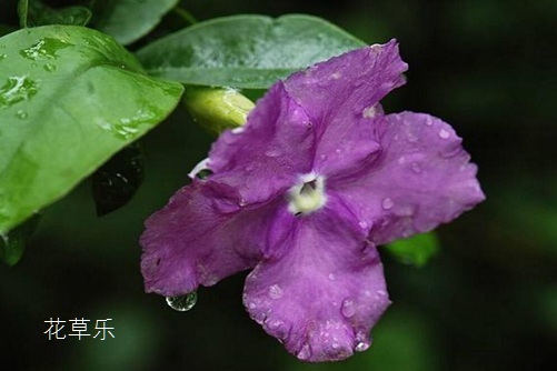 陈皮av免费高清无码专区，岁月的馈赠，养生的珍宝